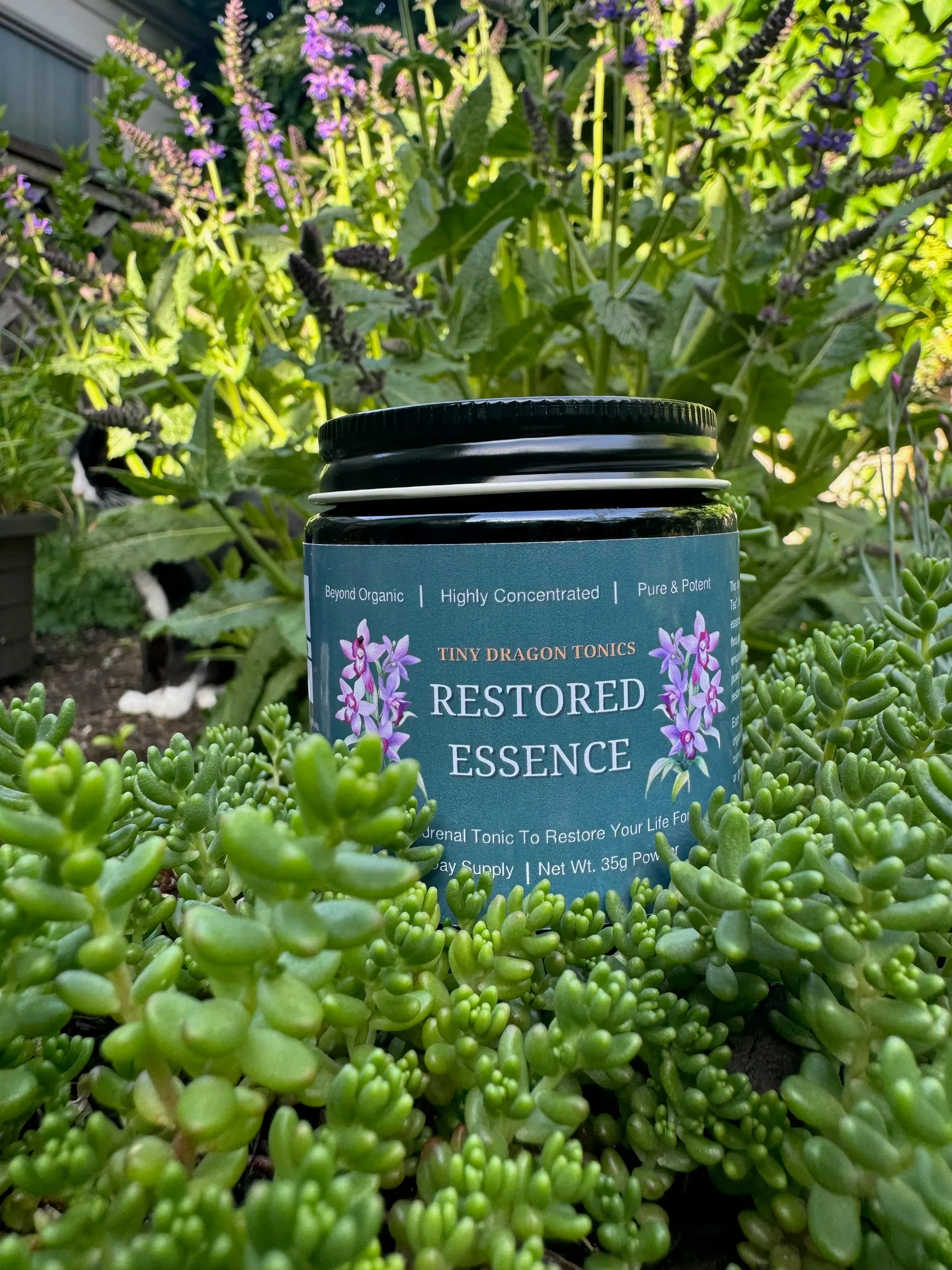 Jar of Restored Essence among green succulents