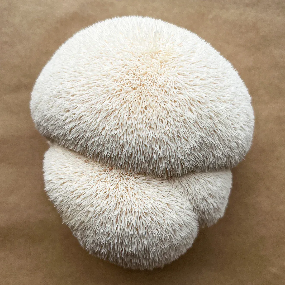 A whole white lion's mane mushroom