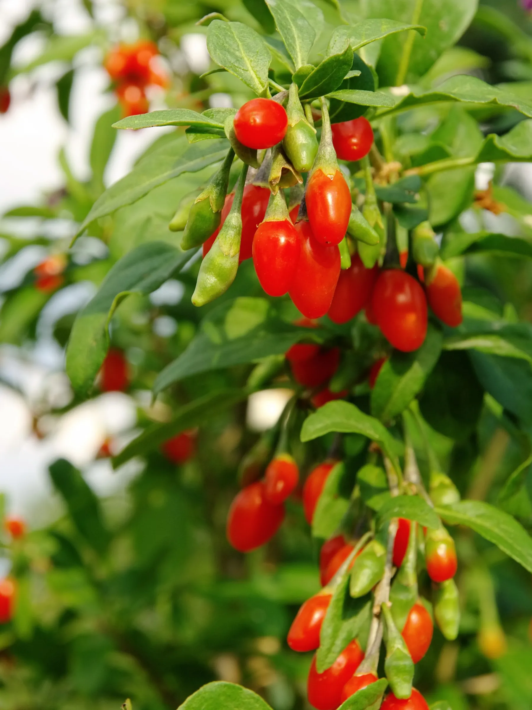 Ripe goji berries growing on the plant