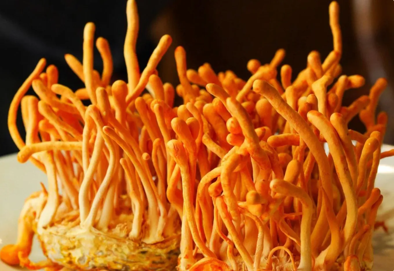 Fresh orange cordyceps militaris mushrooms