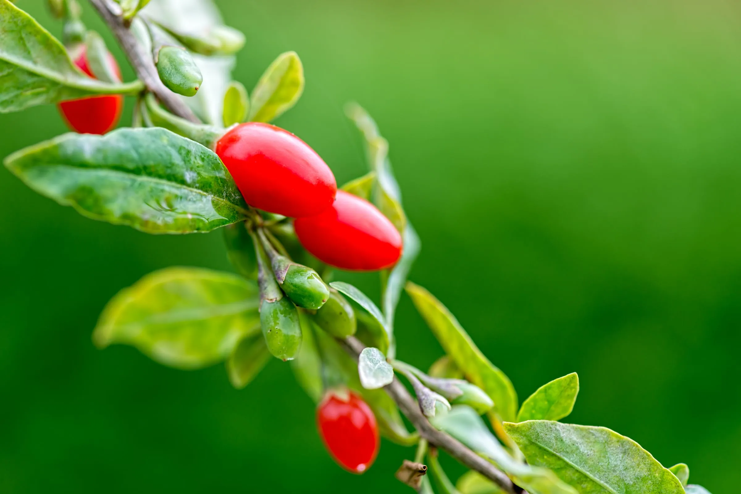 Ripe red goji berries growing on a green leafy branch