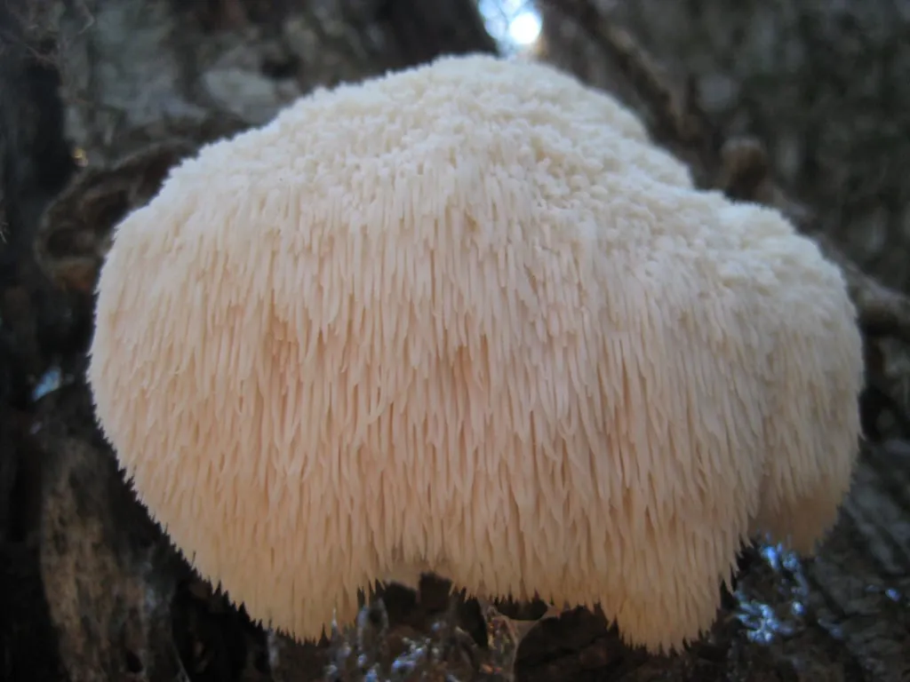 Shaggy white lion’s mane mushroom growing on a tree