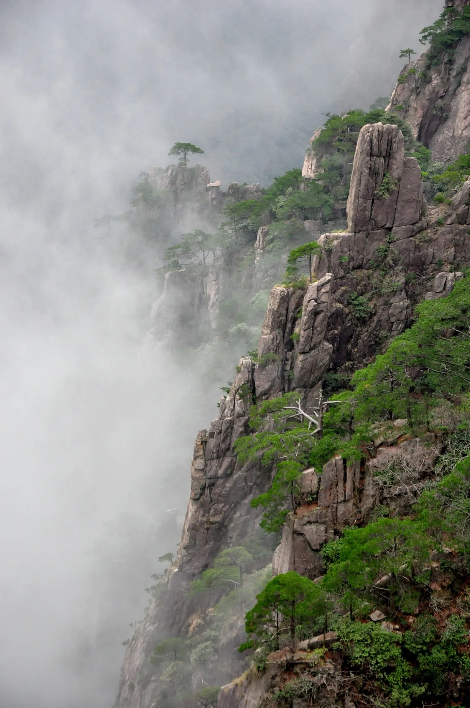 Pine trees clinging to a misty granite cliff
