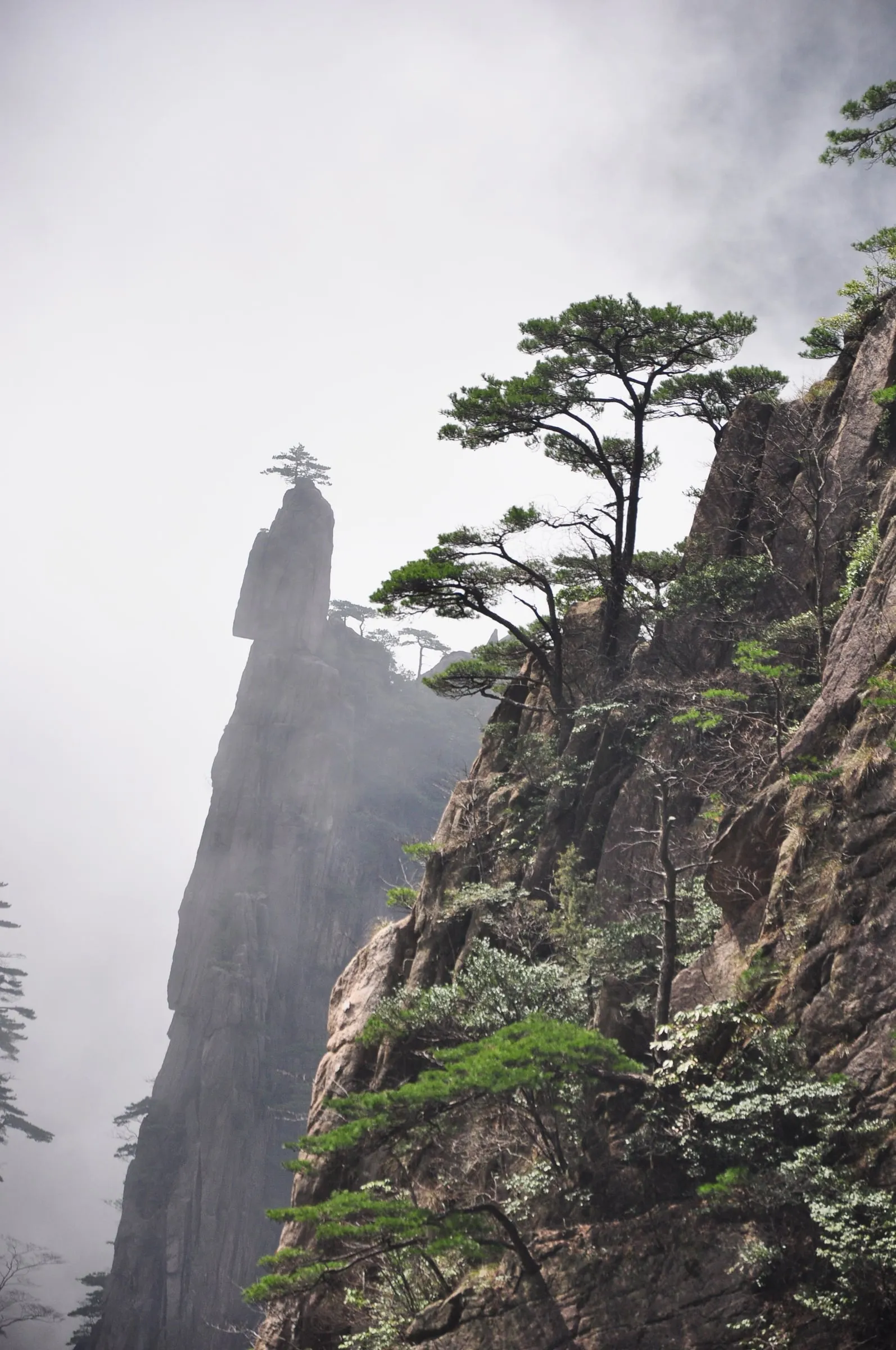 Misty mountain cliffs with pine trees