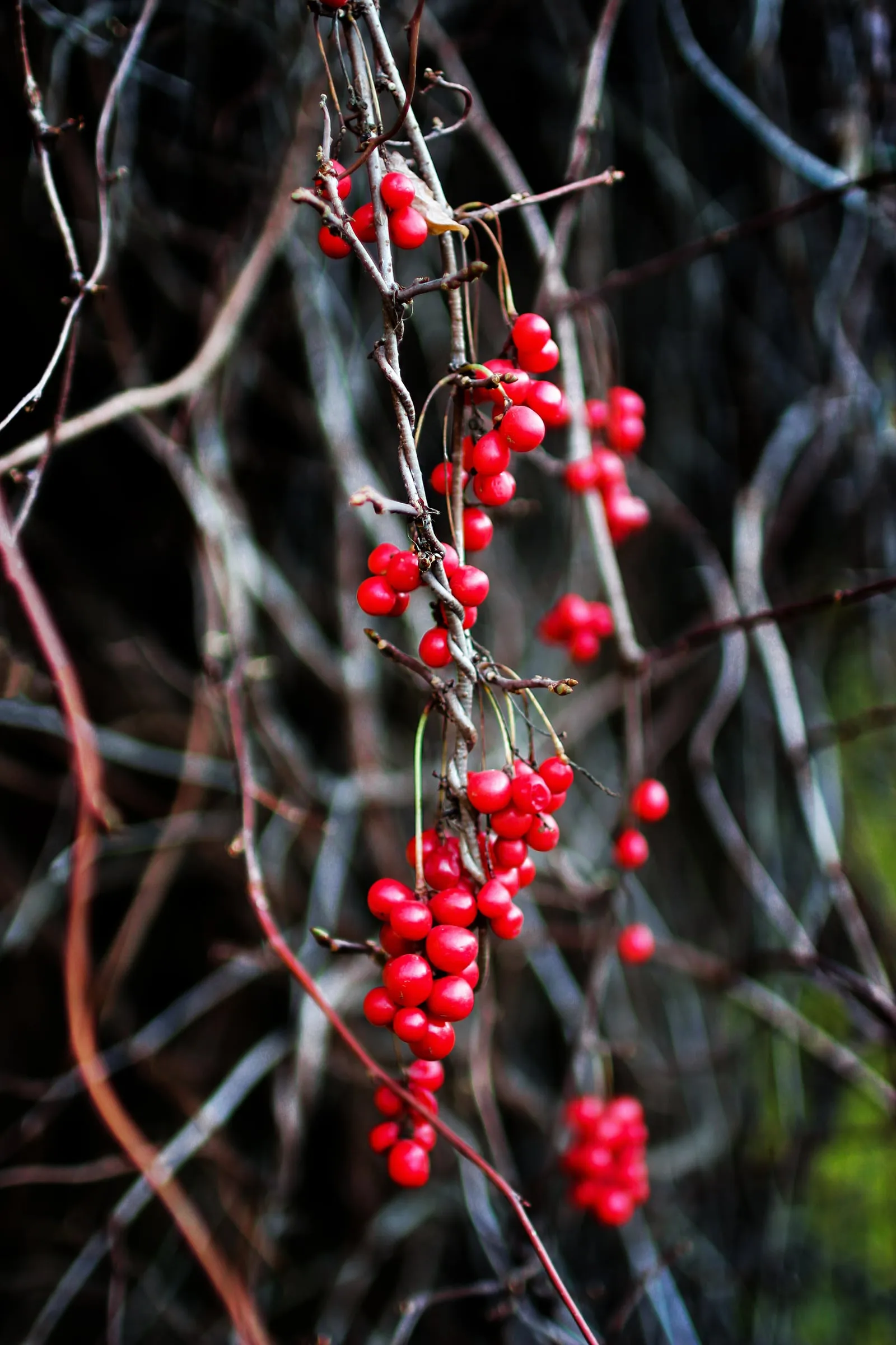Organic 10:1 Schisandra berries wu wei zi