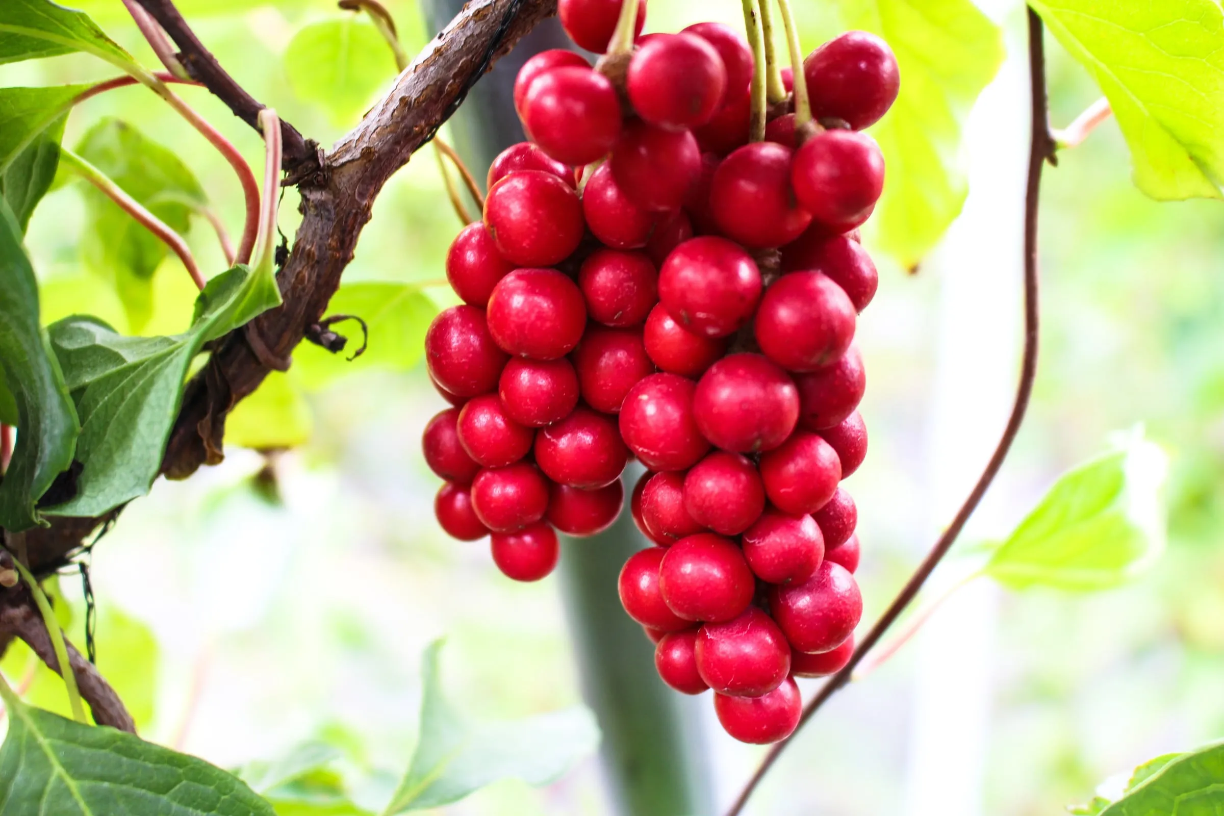 A bunch of ripe red schisandra berries hanging from the vine