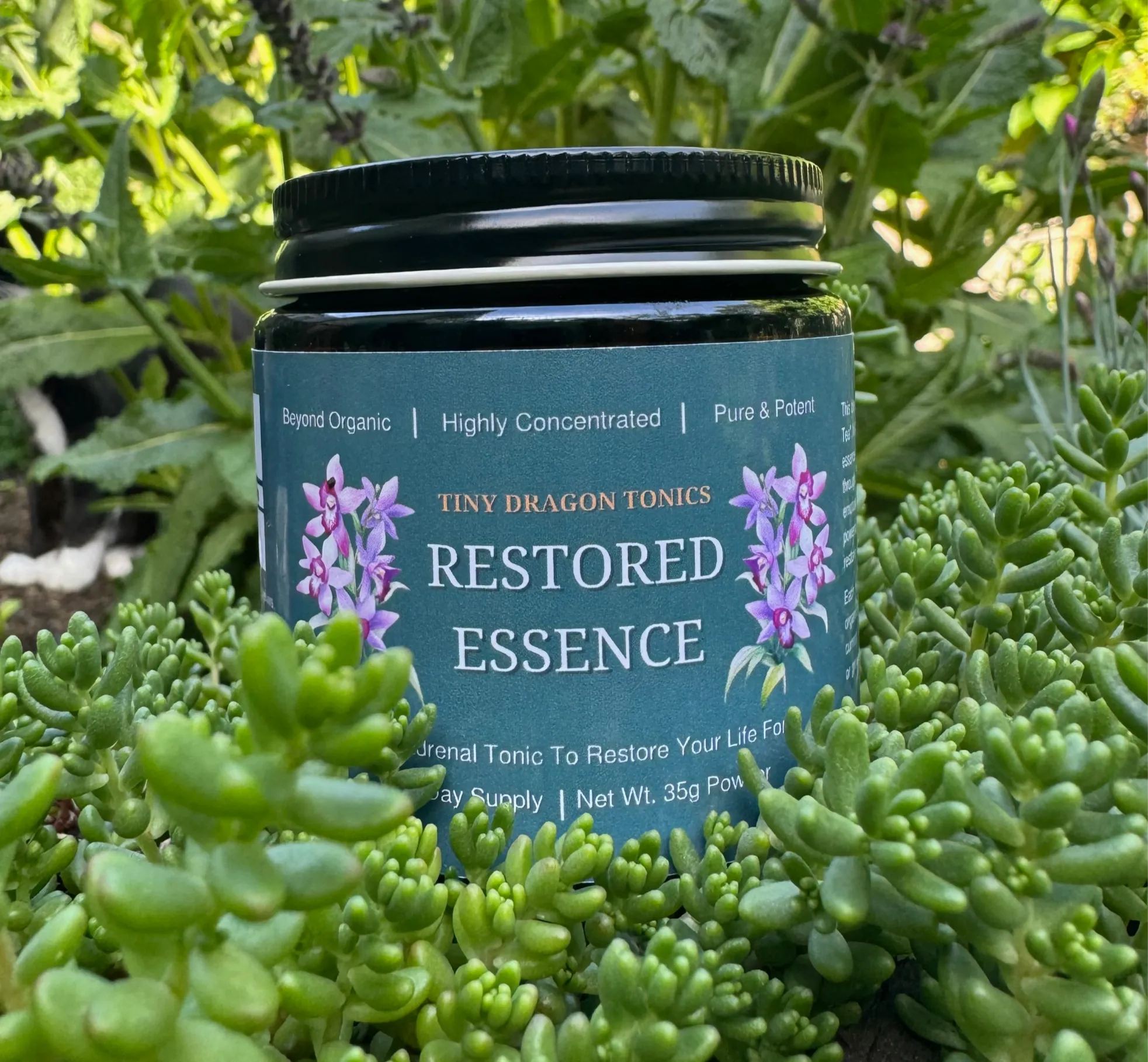 Jar of Tiny Dragon Tonics Restored Essence sitting among succulents