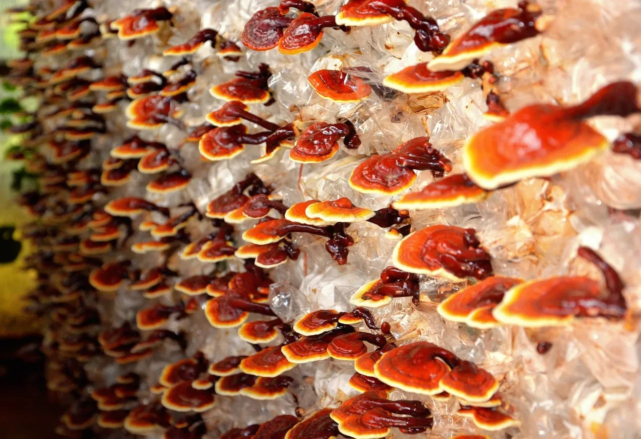 Red reishi (lingzhi) mushrooms growing in rows