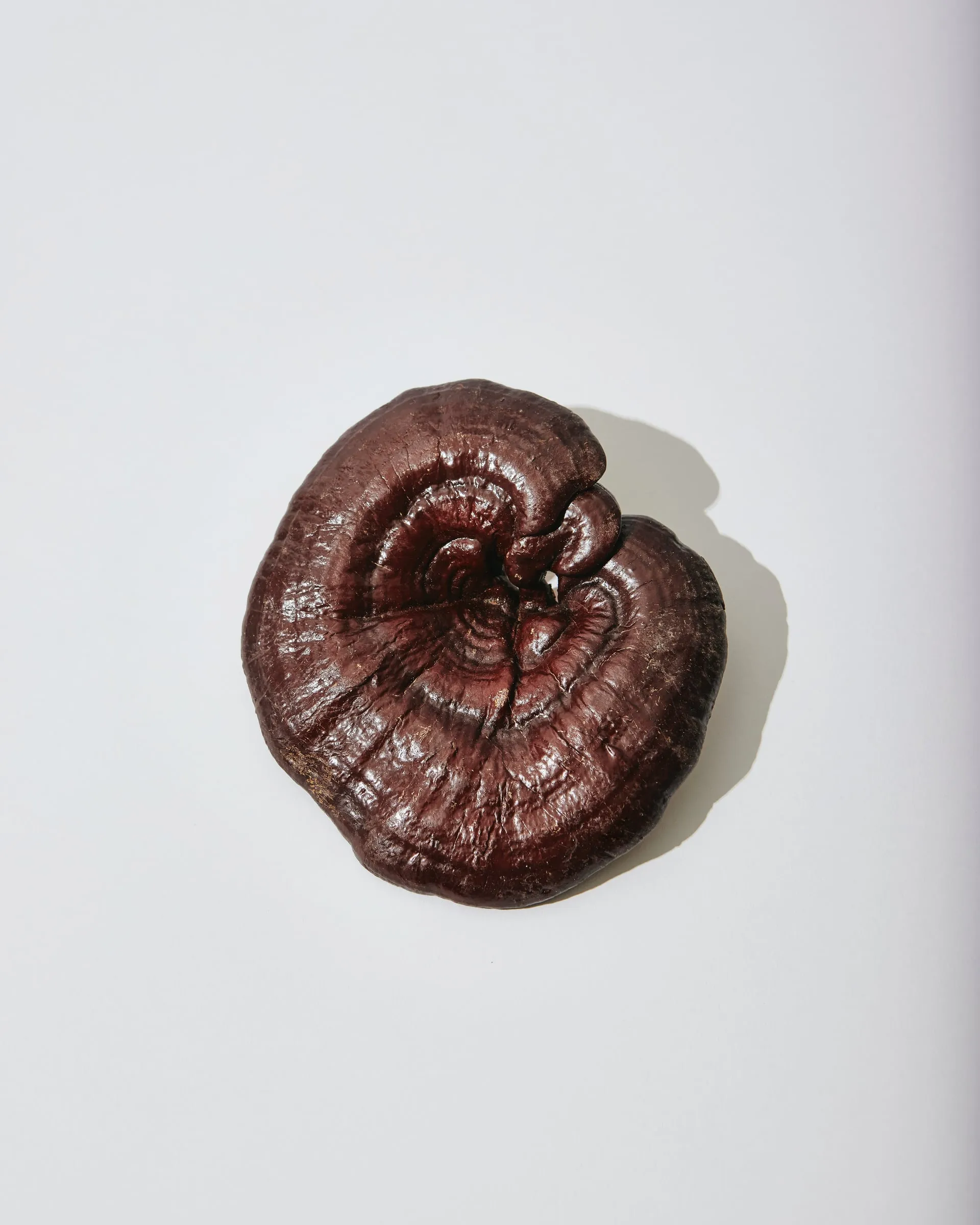 Glossy red reishi mushroom cap on a white background